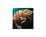 Giant Mantis Shrimp 20