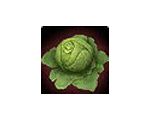 Green Cabbage 20