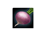 Pink Turnip 20