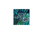 Azure Frillfish