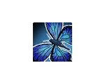Blue Flitter Butterfly in a Jar
