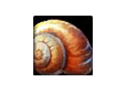 Scooter the Snail